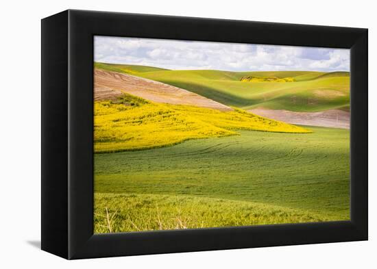 USA, Washington State. Palouse Valley, fields of yellow mustard and other crops.-Alison Jones-Framed Premier Image Canvas