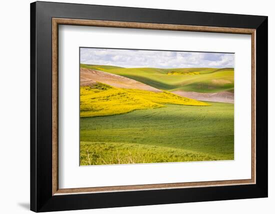 USA, Washington State. Palouse Valley, fields of yellow mustard and other crops.-Alison Jones-Framed Photographic Print