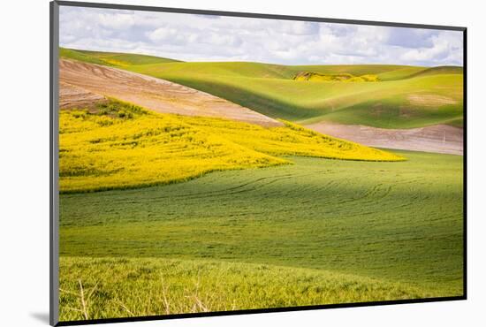 USA, Washington State. Palouse Valley, fields of yellow mustard and other crops.-Alison Jones-Mounted Photographic Print