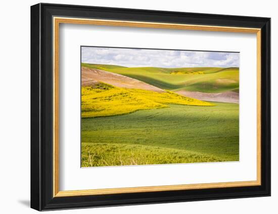 USA, Washington State. Palouse Valley, fields of yellow mustard and other crops.-Alison Jones-Framed Photographic Print