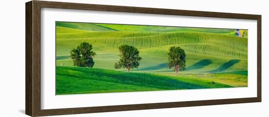 USA, Washington State, Palouse with three cottonwoods in field of green Winter Wheat-Sylvia Gulin-Framed Photographic Print