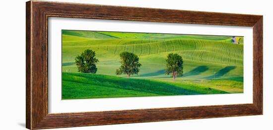 USA, Washington State, Palouse with three cottonwoods in field of green Winter Wheat-Sylvia Gulin-Framed Photographic Print