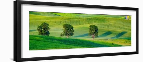 USA, Washington State, Palouse with three cottonwoods in field of green Winter Wheat-Sylvia Gulin-Framed Photographic Print