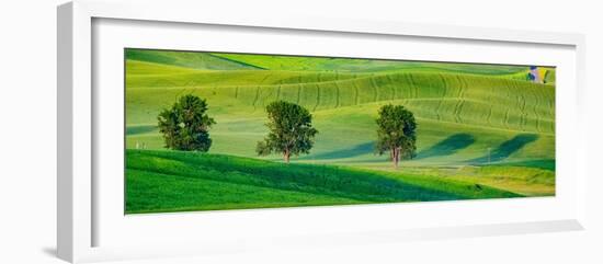 USA, Washington State, Palouse with three cottonwoods in field of green Winter Wheat-Sylvia Gulin-Framed Photographic Print