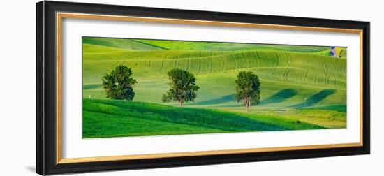 USA, Washington State, Palouse with three cottonwoods in field of green Winter Wheat-Sylvia Gulin-Framed Photographic Print