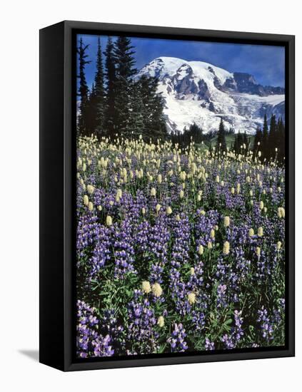 USA, Washington State, Paradise Park. Field of Lupine and Bistort-Steve Terrill-Framed Premier Image Canvas