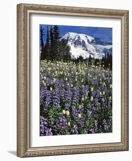 USA, Washington State, Paradise Park. Field of Lupine and Bistort-Steve Terrill-Framed Photographic Print