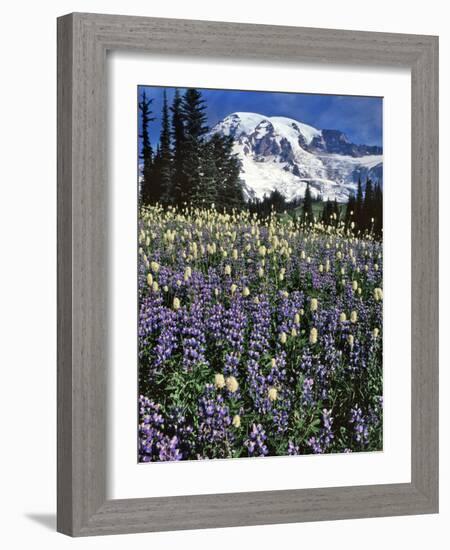 USA, Washington State, Paradise Park. Field of Lupine and Bistort-Steve Terrill-Framed Photographic Print