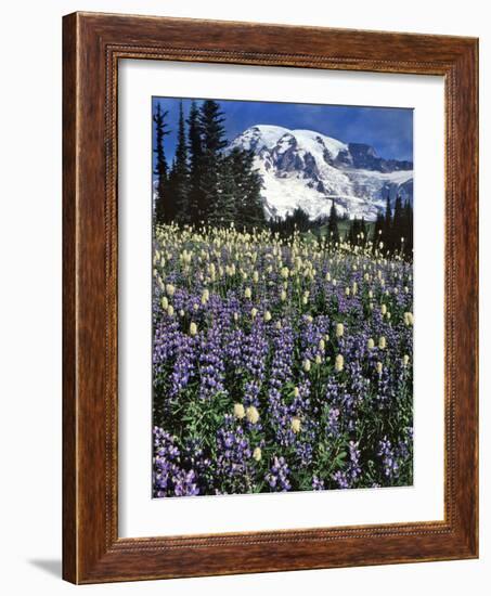 USA, Washington State, Paradise Park. Field of Lupine and Bistort-Steve Terrill-Framed Photographic Print