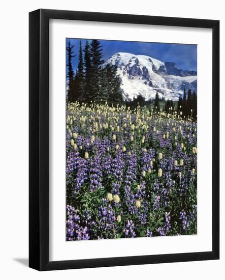 USA, Washington State, Paradise Park. Field of Lupine and Bistort-Steve Terrill-Framed Photographic Print