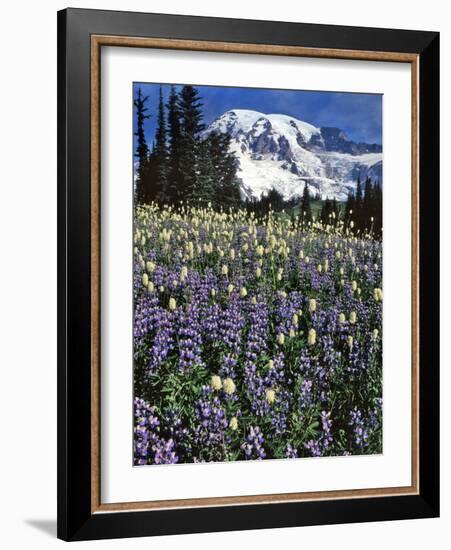 USA, Washington State, Paradise Park. Field of Lupine and Bistort-Steve Terrill-Framed Photographic Print