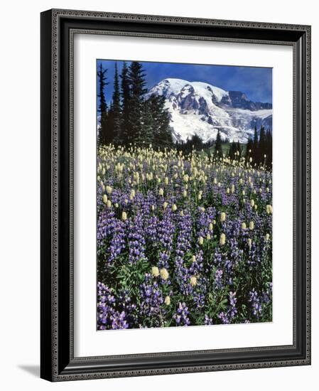 USA, Washington State, Paradise Park. Field of Lupine and Bistort-Steve Terrill-Framed Photographic Print