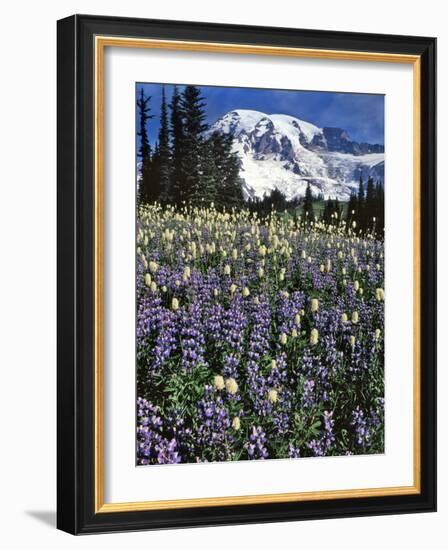 USA, Washington State, Paradise Park. Field of Lupine and Bistort-Steve Terrill-Framed Photographic Print