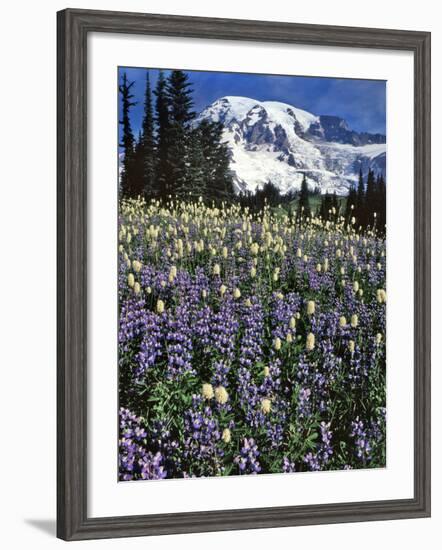 USA, Washington State, Paradise Park. Field of Lupine and Bistort-Steve Terrill-Framed Photographic Print