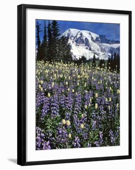 USA, Washington State, Paradise Park. Field of Lupine and Bistort-Steve Terrill-Framed Photographic Print