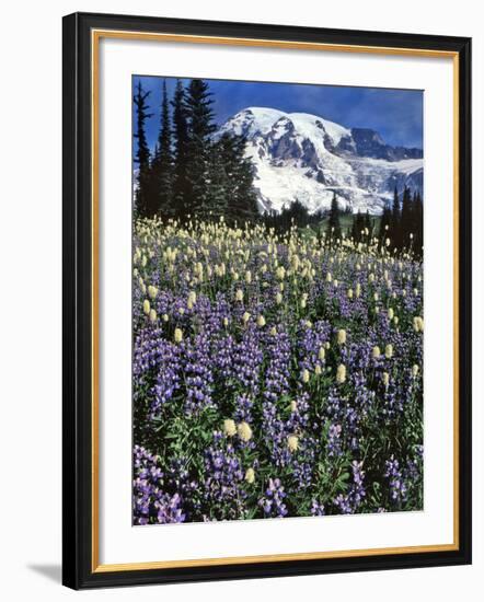 USA, Washington State, Paradise Park. Field of Lupine and Bistort-Steve Terrill-Framed Photographic Print