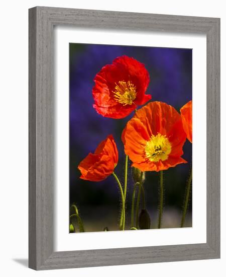 USA, Washington State, Poppies on Display-Terry Eggers-Framed Photographic Print