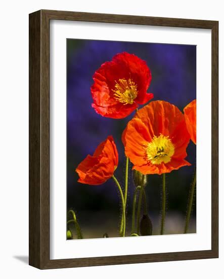 USA, Washington State, Poppies on Display-Terry Eggers-Framed Photographic Print