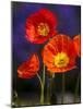 USA, Washington State, Poppies on Display-Terry Eggers-Mounted Photographic Print