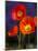 USA, Washington State, Poppies on Display-Terry Eggers-Mounted Photographic Print