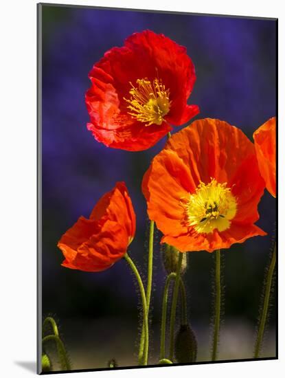 USA, Washington State, Poppies on Display-Terry Eggers-Mounted Photographic Print