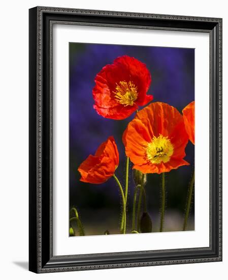 USA, Washington State, Poppies on Display-Terry Eggers-Framed Photographic Print