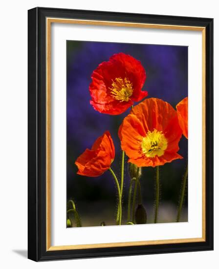 USA, Washington State, Poppies on Display-Terry Eggers-Framed Photographic Print