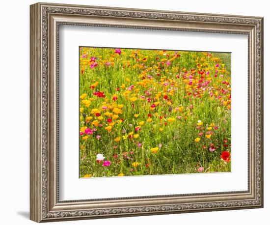 USA, Washington State, Poppy Field in bloom-Terry Eggers-Framed Photographic Print