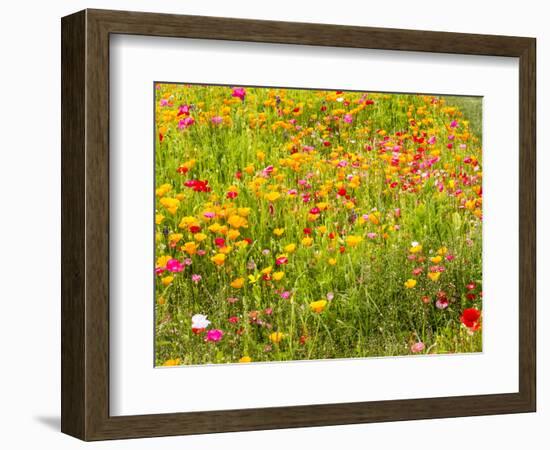 USA, Washington State, Poppy Field in bloom-Terry Eggers-Framed Photographic Print