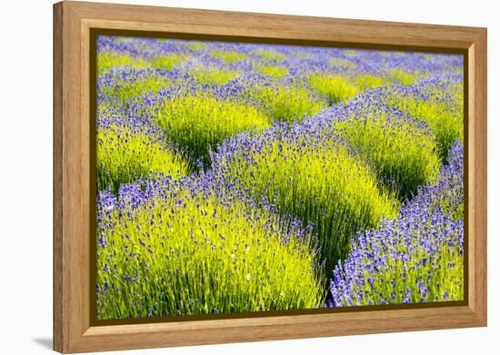 USA, Washington State, Port Angeles, Lavender Field-Hollice Looney-Framed Premier Image Canvas