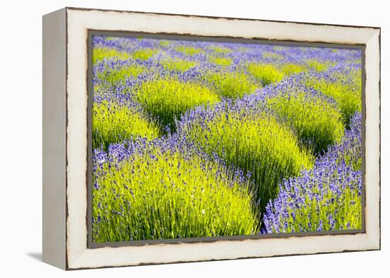 USA, Washington State, Port Angeles, Lavender Field-Hollice Looney-Framed Premier Image Canvas