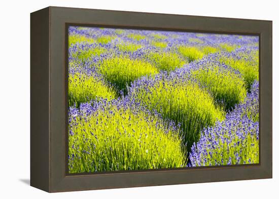 USA, Washington State, Port Angeles, Lavender Field-Hollice Looney-Framed Premier Image Canvas