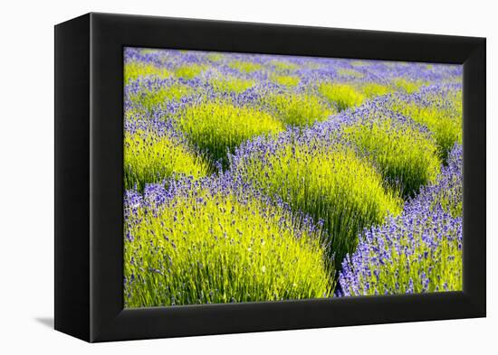 USA, Washington State, Port Angeles, Lavender Field-Hollice Looney-Framed Premier Image Canvas