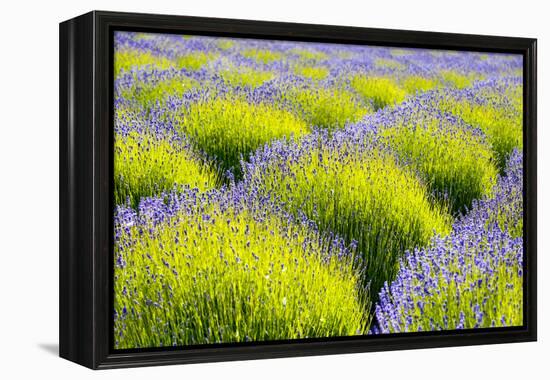 USA, Washington State, Port Angeles, Lavender Field-Hollice Looney-Framed Premier Image Canvas