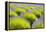 USA, Washington State, Port Angeles, Lavender Field-Hollice Looney-Framed Premier Image Canvas