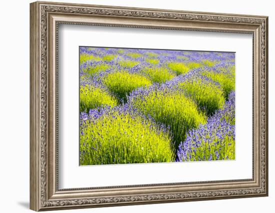 USA, Washington State, Port Angeles, Lavender Field-Hollice Looney-Framed Photographic Print