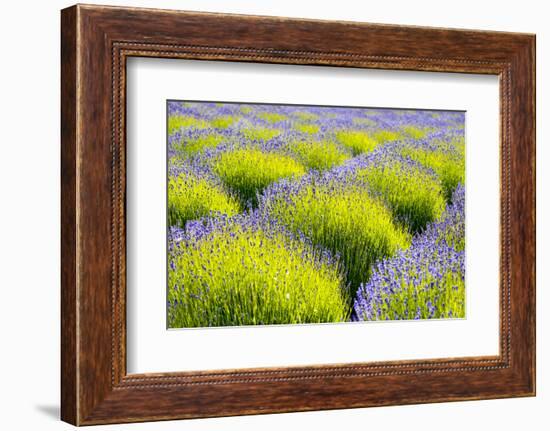 USA, Washington State, Port Angeles, Lavender Field-Hollice Looney-Framed Photographic Print