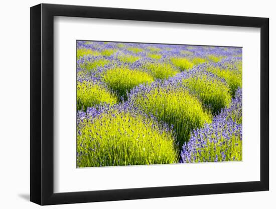 USA, Washington State, Port Angeles, Lavender Field-Hollice Looney-Framed Photographic Print