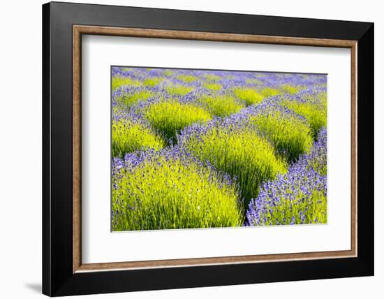 USA, Washington State, Port Angeles, Lavender Field-Hollice Looney-Framed Photographic Print
