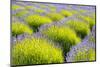 USA, Washington State, Port Angeles, Lavender Field-Hollice Looney-Mounted Photographic Print