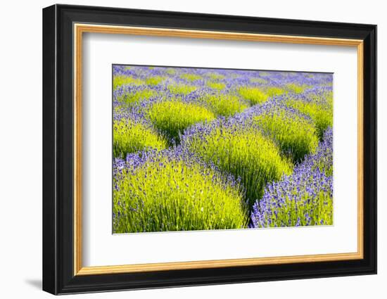 USA, Washington State, Port Angeles, Lavender Field-Hollice Looney-Framed Photographic Print