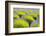 USA, Washington State, Port Angeles, Lavender Field-Hollice Looney-Framed Photographic Print