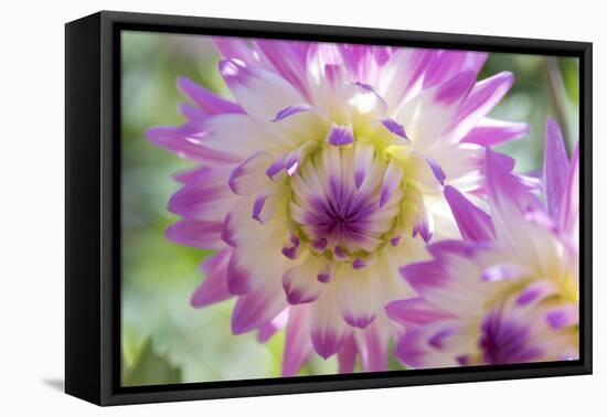 USA, Washington State, Port Gamble. Selective focus on vibrant dahlia flower-Trish Drury-Framed Premier Image Canvas