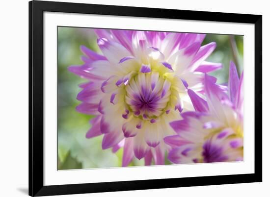 USA, Washington State, Port Gamble. Selective focus on vibrant dahlia flower-Trish Drury-Framed Photographic Print