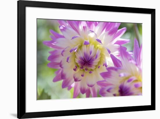 USA, Washington State, Port Gamble. Selective focus on vibrant dahlia flower-Trish Drury-Framed Photographic Print