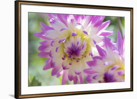 USA, Washington State, Port Gamble. Selective focus on vibrant dahlia flower-Trish Drury-Framed Photographic Print