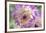 USA, Washington State, Port Gamble. Selective focus on vibrant dahlia flower-Trish Drury-Framed Photographic Print