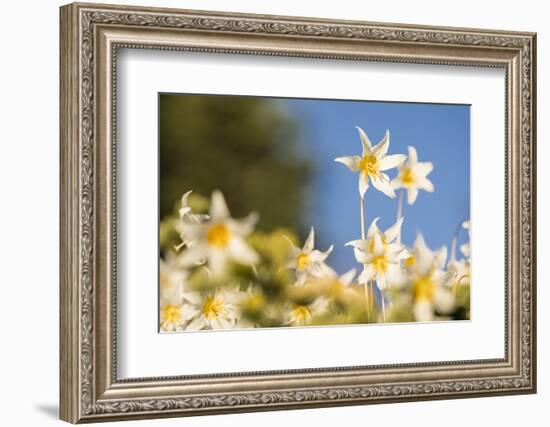 USA, Washington State. Portrait of Avalanche Lily (Erythronium montanum) at Olympic National Park.-Gary Luhm-Framed Photographic Print