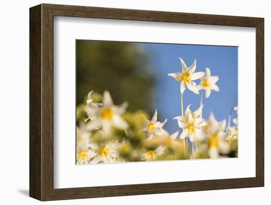 USA, Washington State. Portrait of Avalanche Lily (Erythronium montanum) at Olympic National Park.-Gary Luhm-Framed Photographic Print