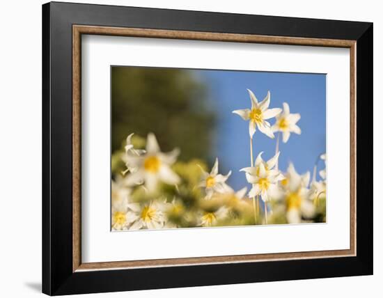 USA, Washington State. Portrait of Avalanche Lily (Erythronium montanum) at Olympic National Park.-Gary Luhm-Framed Photographic Print